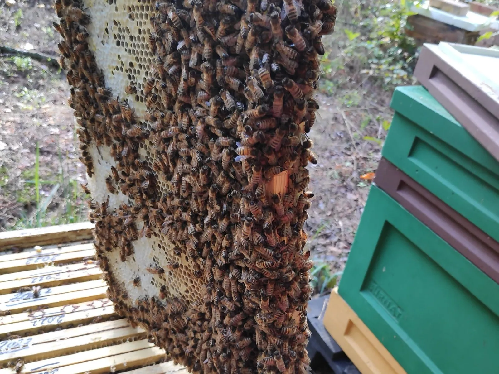 Silna rodzina pszczela oblepiająca ramkę przy ulach w hodowli Pszczeli Park