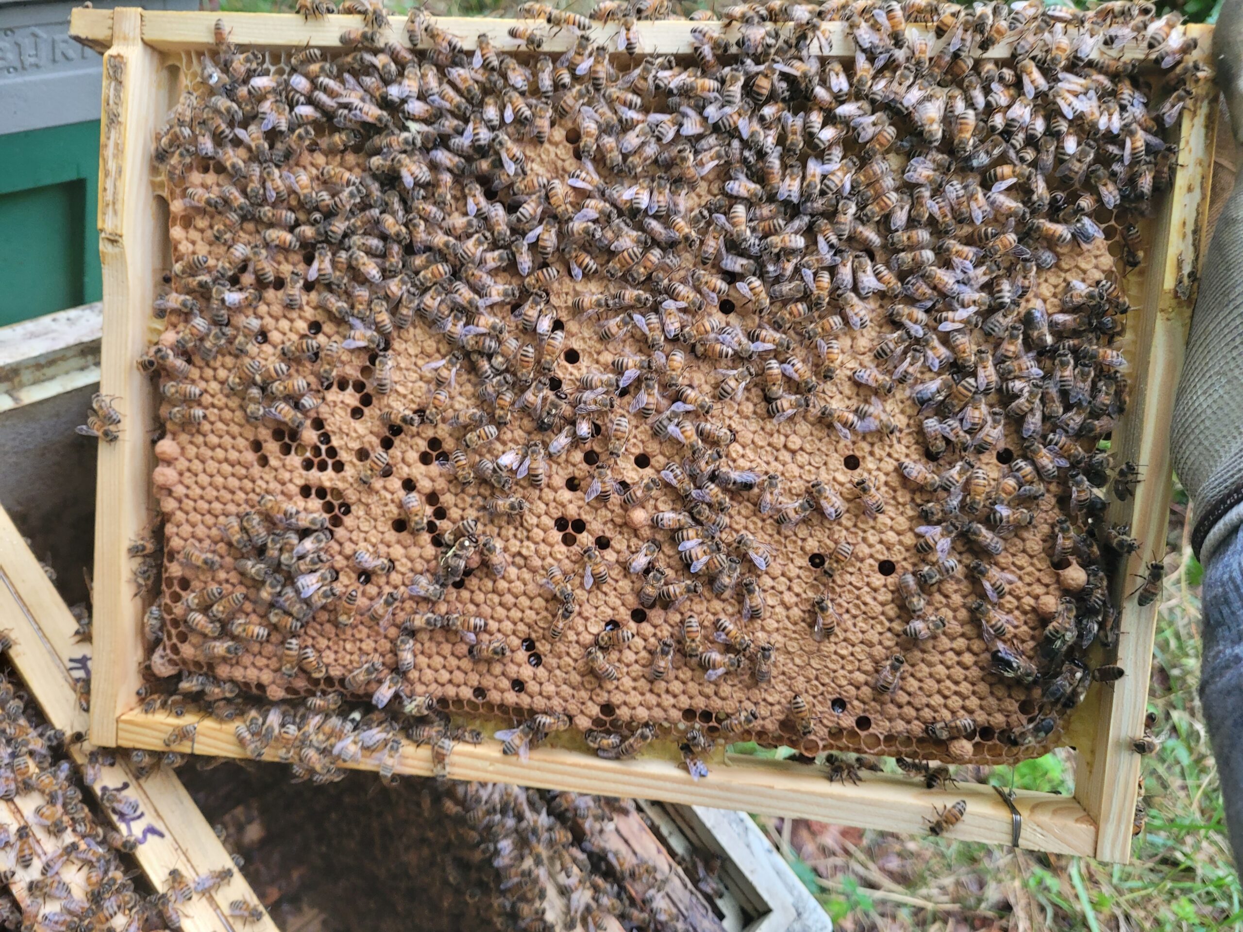 Matki pszczele Buckfast Elgon HYG