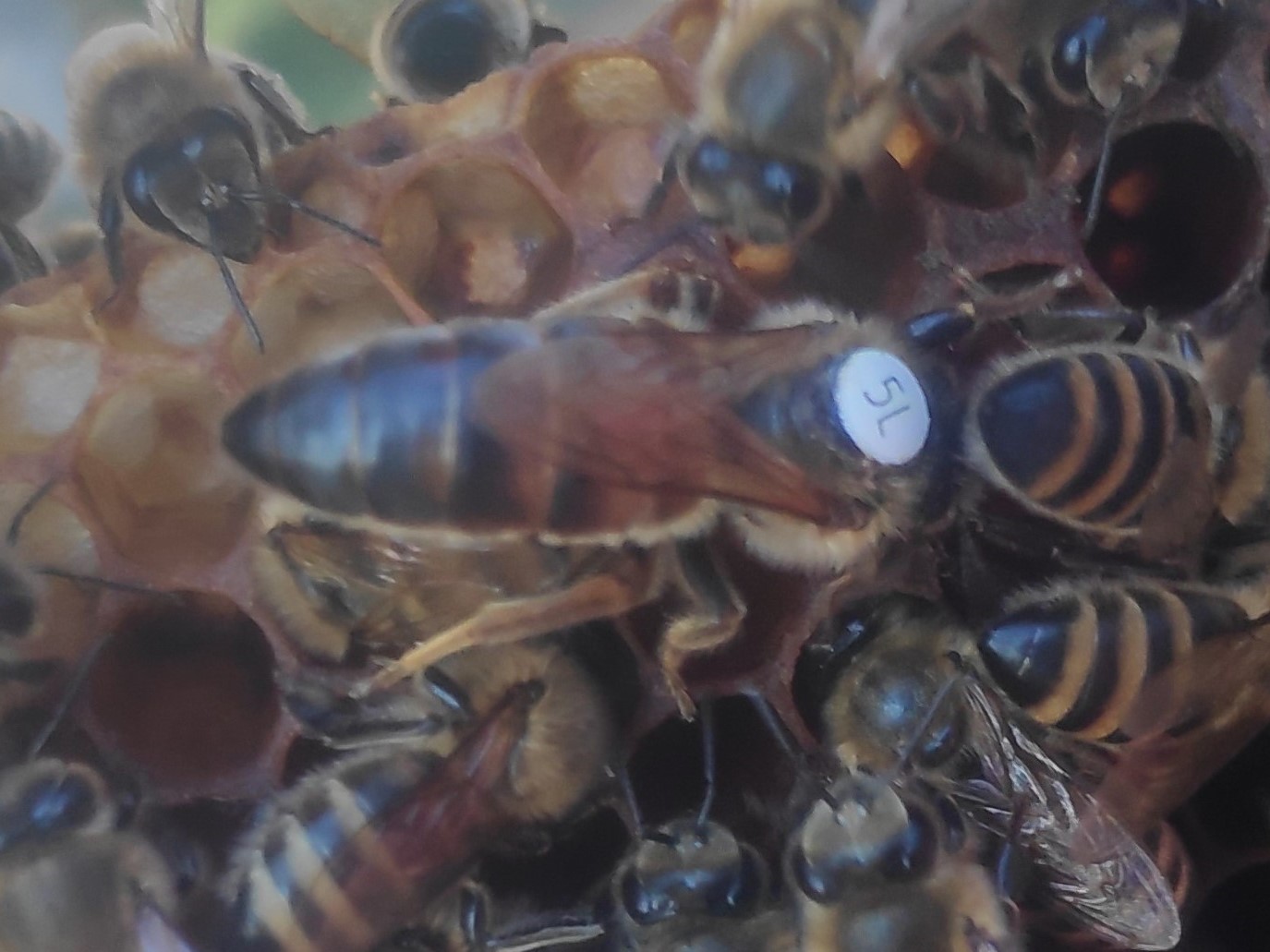 Matki pszczele Buckfast linii B