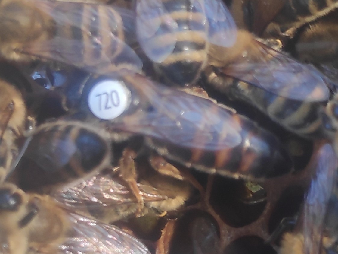 Matki pszczele Carnica linii A