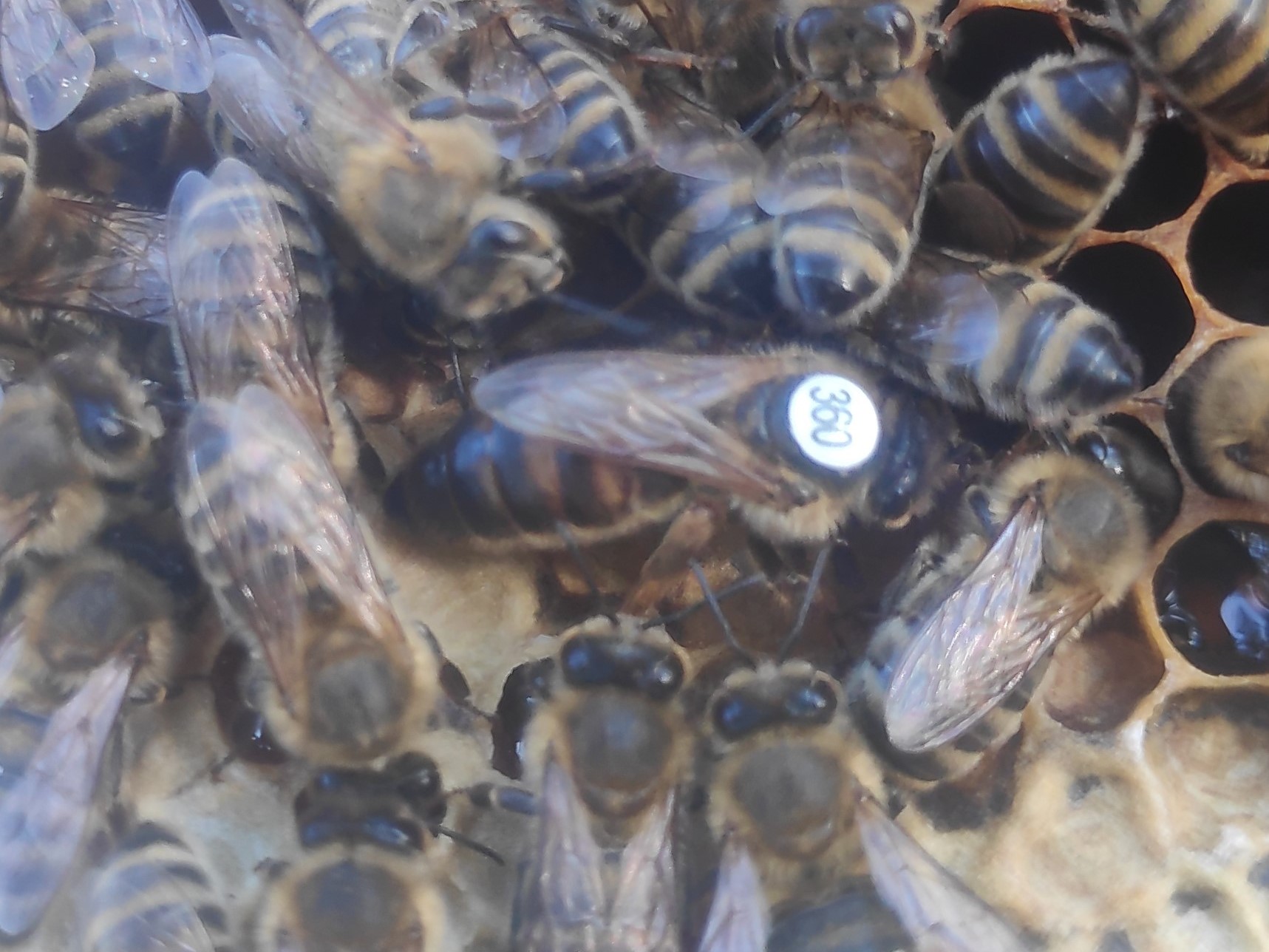 Matki pszczele Carnica Karnika linii C