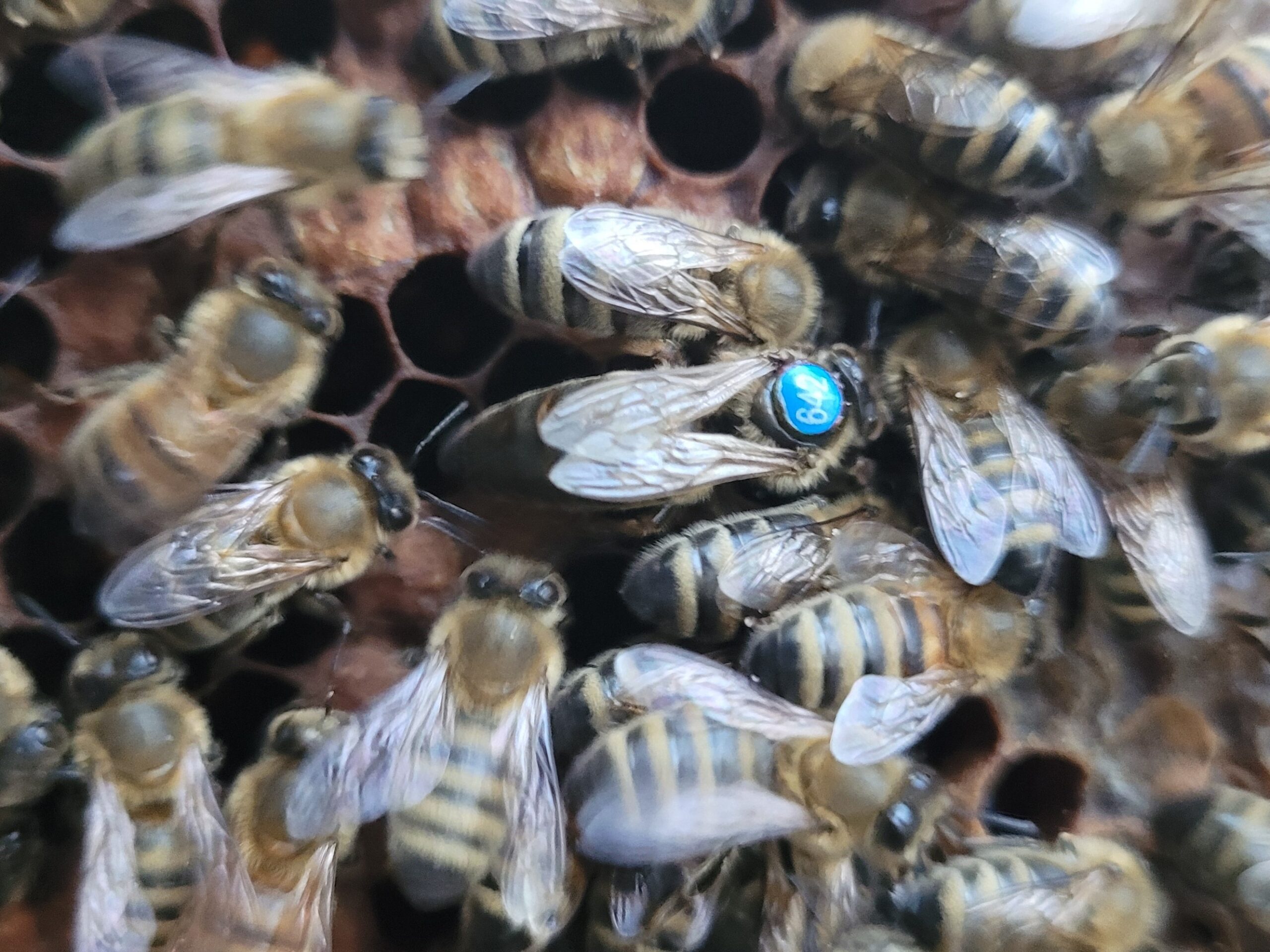 Matki pszczele Carnica Karnika Celle