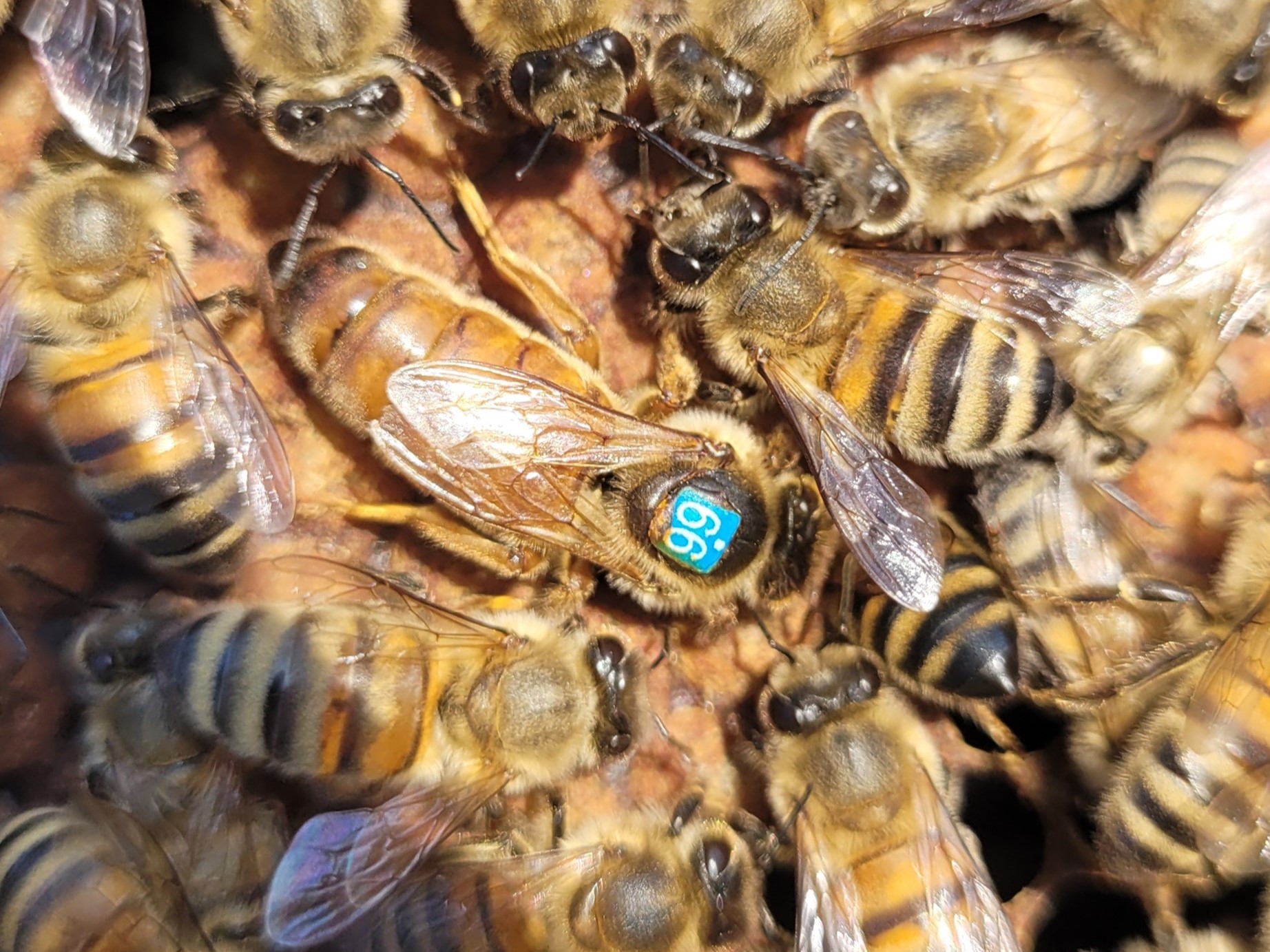 Matki pszczele Buckfast Elgon HYG