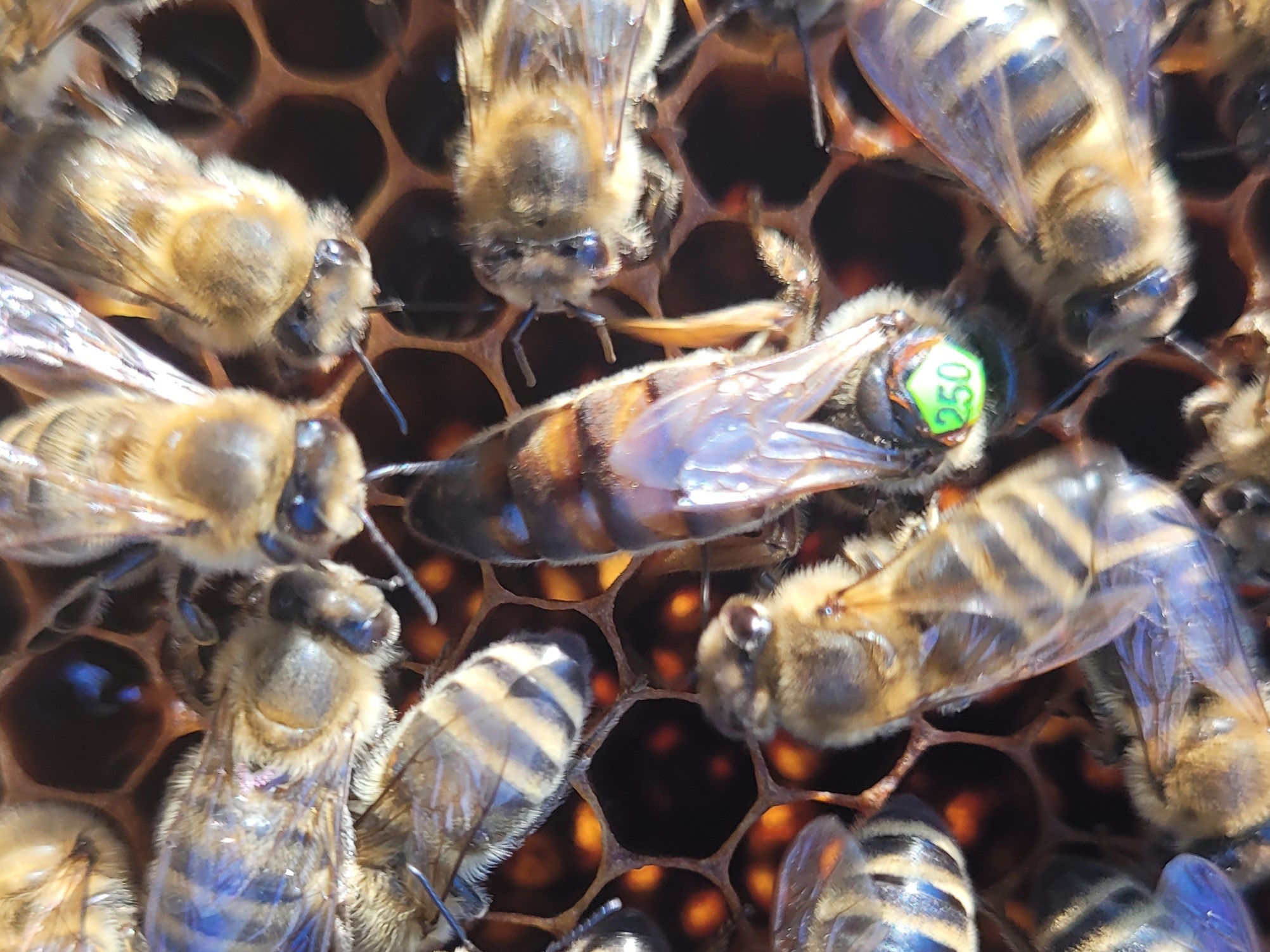 Matki pszczele Carnica Karnika Hinderhoffer