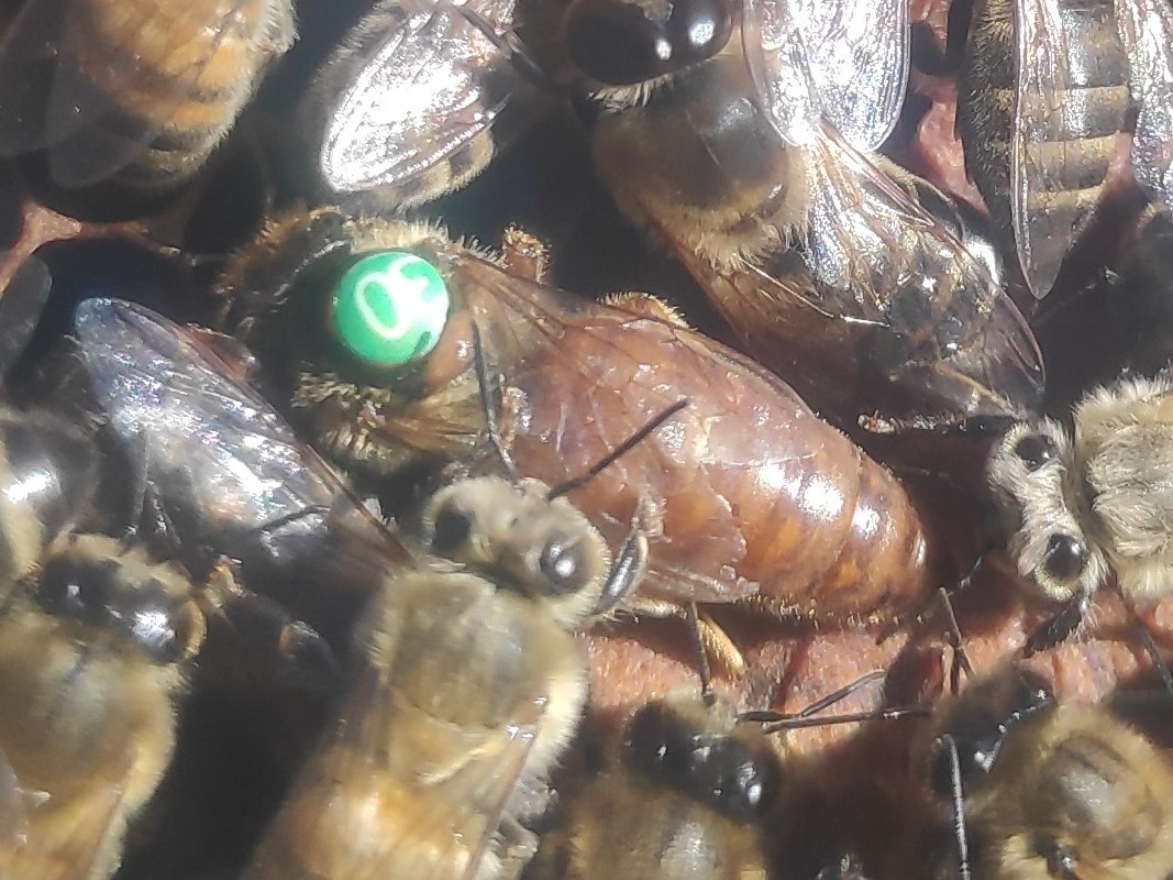 Matki pszczele Buckfast Meda