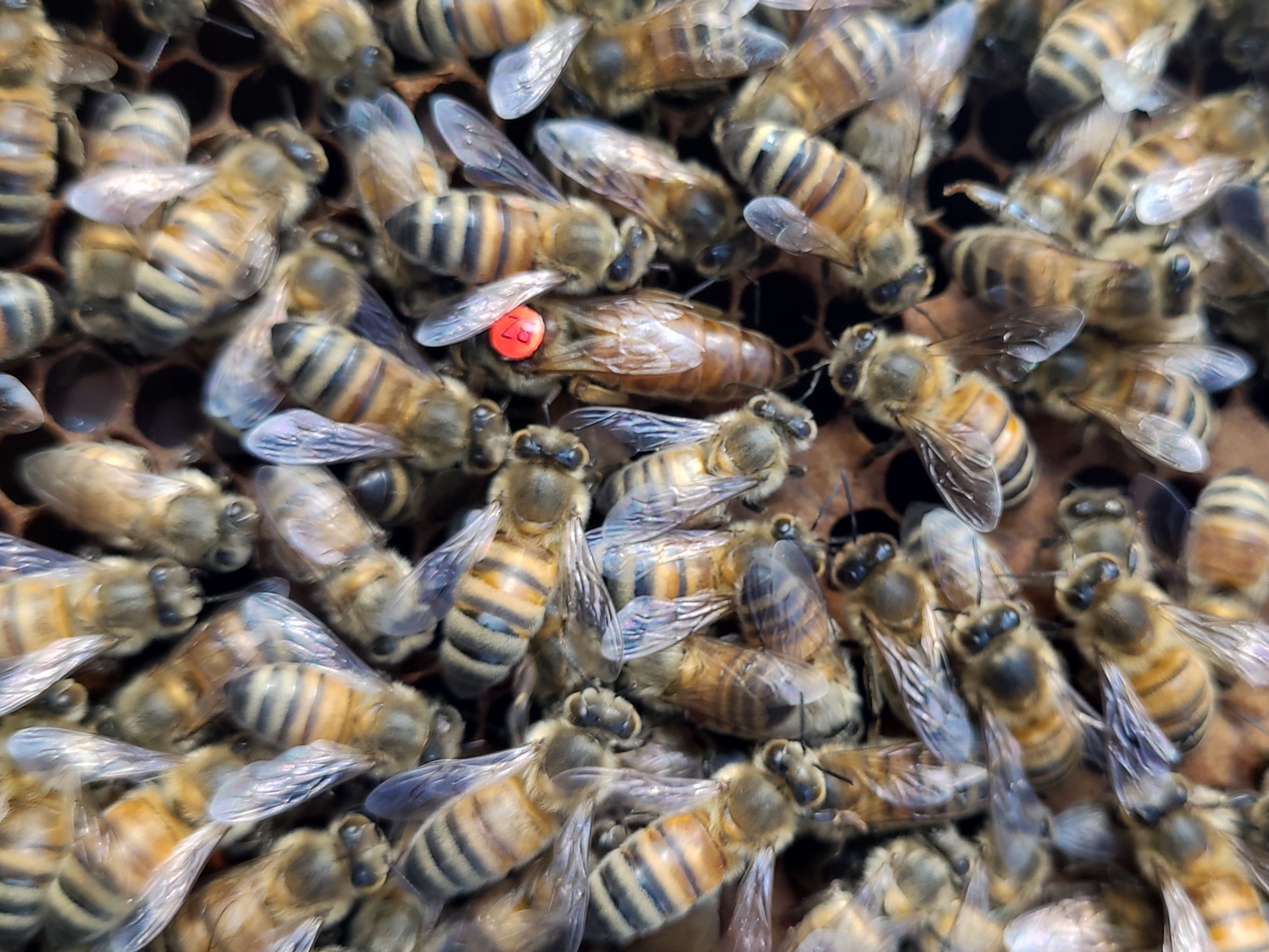 Matki pszczele Meda M