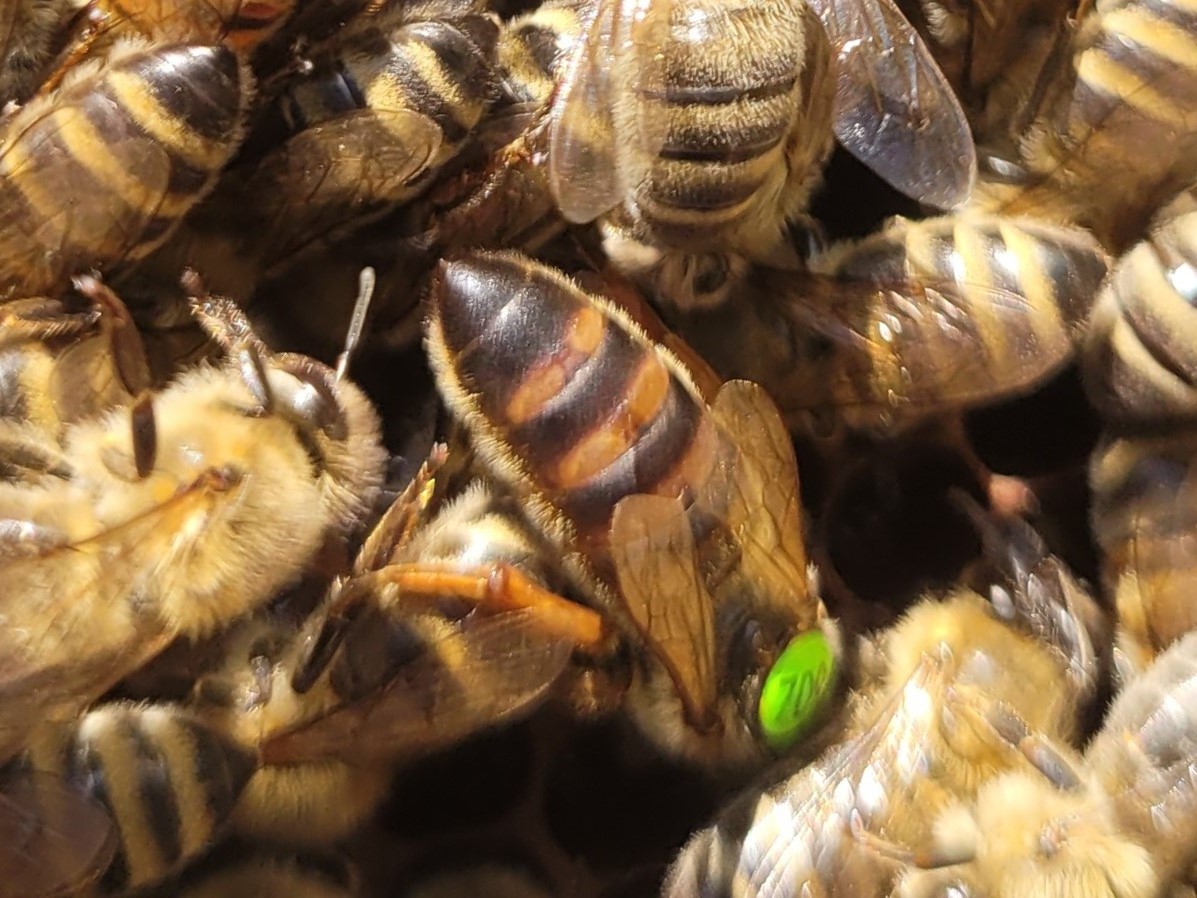 Matki pszczele Carnica Karnika Peschetz