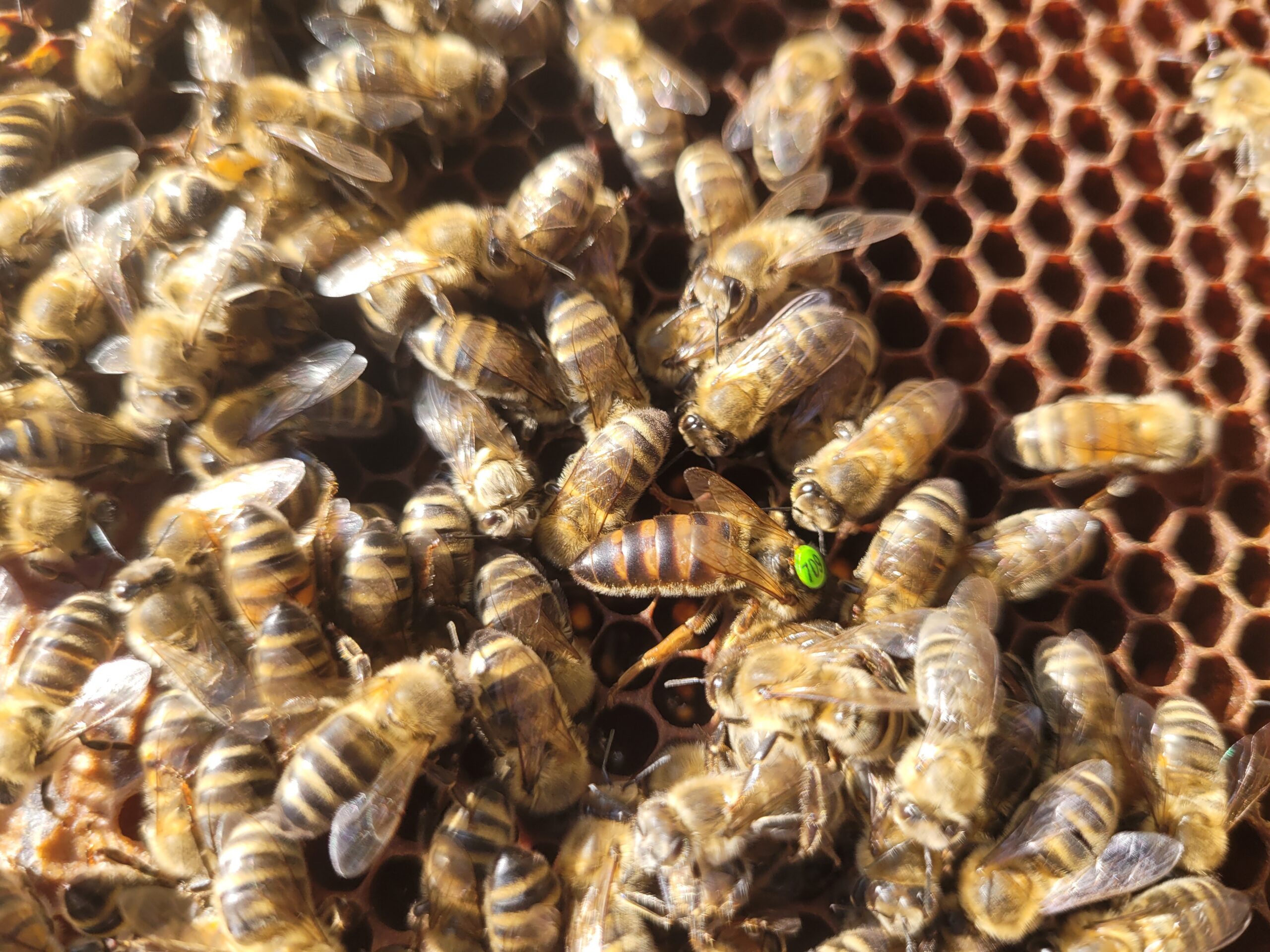 Matki pszczele Peschetz