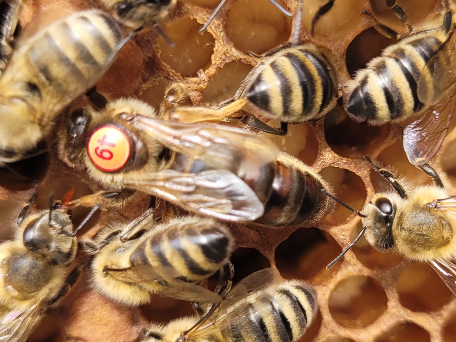 Matki pszczele Carnica Karnika Sawa