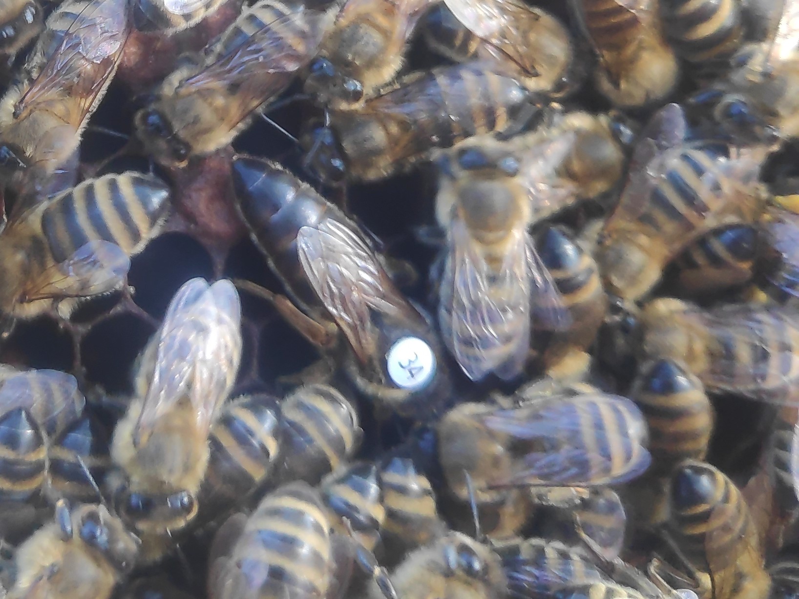 Matki pszczele Carnica Karnika Sklenar H47