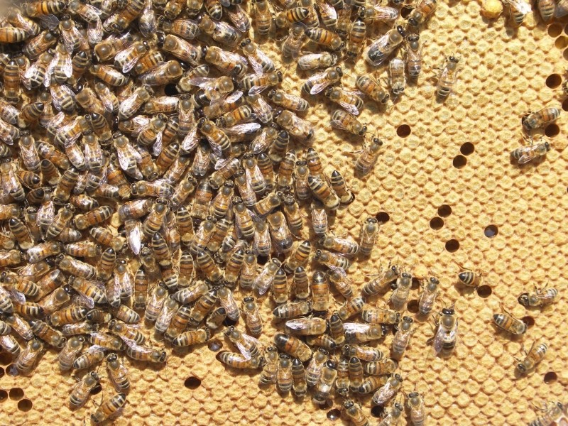 Matki pszczele Buckfast Meda